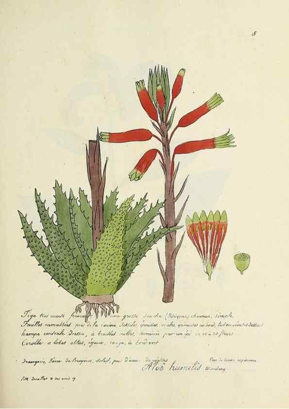 Reproducción/Reproduction 49501551622: Flore universelle. Saint-Denis :Au Bureau et chez Meilhac :[1848]-[1849]. 
