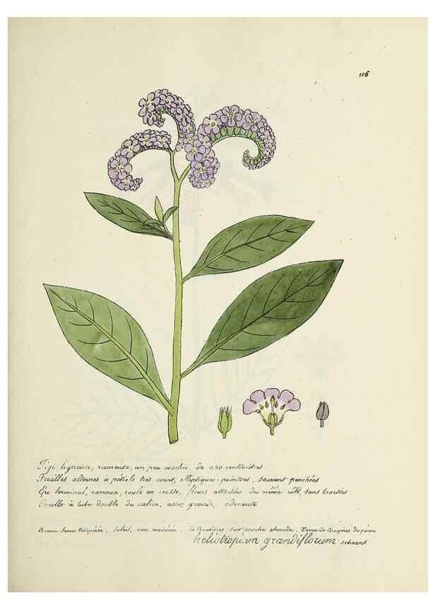Reproducción/Reproduction 49501328906: Flore universelle. Saint-Denis :Au Bureau et chez Meilhac :[1848]-[1849]. 