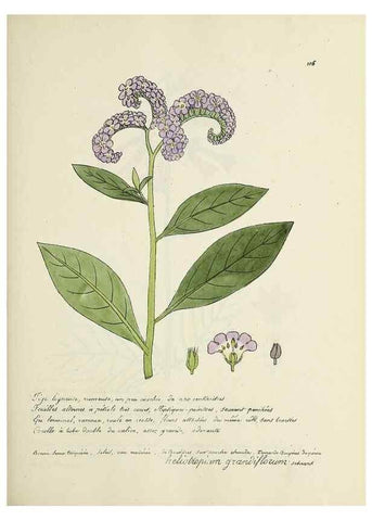 Reproducción/Reproduction 49501328906: Flore universelle. Saint-Denis :Au Bureau et chez Meilhac :[1848]-[1849]. 