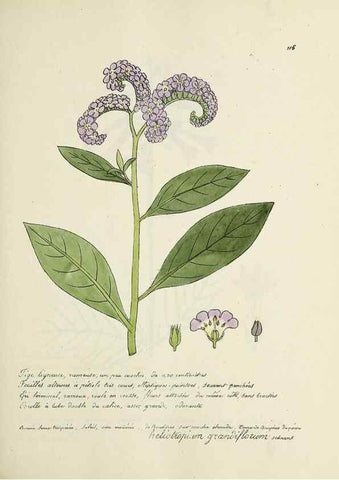 Reproducción/Reproduction 49501328906: Flore universelle. Saint-Denis :Au Bureau et chez Meilhac :[1848]-[1849]. 