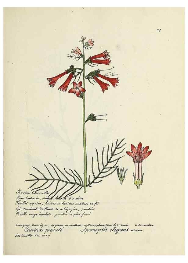 Reproducción/Reproduction 49501552172: Flore universelle. Saint-Denis :Au Bureau et chez Meilhac :[1848]-[1849]. 