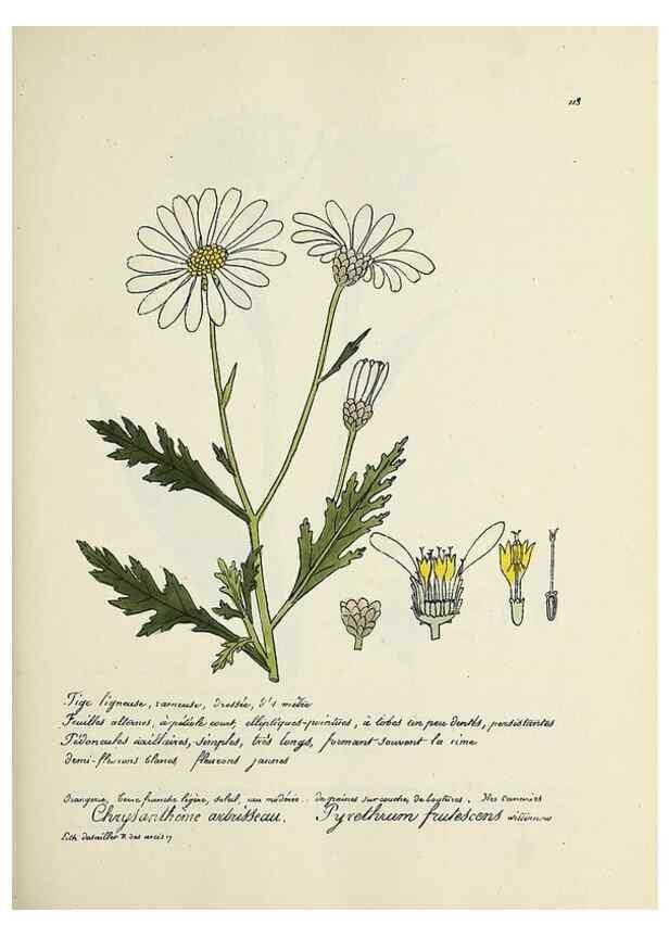 Reproducción/Reproduction 49501552407: Flore universelle. Saint-Denis :Au Bureau et chez Meilhac :[1848]-[1849]. 