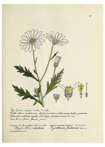 Reproducción/Reproduction 49501552407: Flore universelle. Saint-Denis :Au Bureau et chez Meilhac :[1848]-[1849]. 