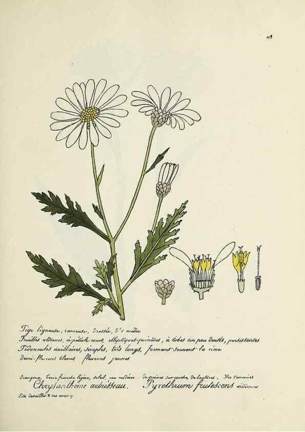 Reproducción/Reproduction 49501552407: Flore universelle. Saint-Denis :Au Bureau et chez Meilhac :[1848]-[1849]. 