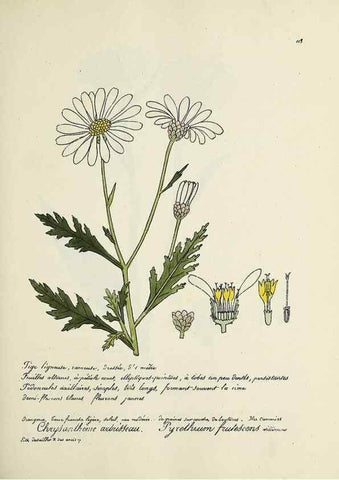Reproducción/Reproduction 49501552407: Flore universelle. Saint-Denis :Au Bureau et chez Meilhac :[1848]-[1849]. 