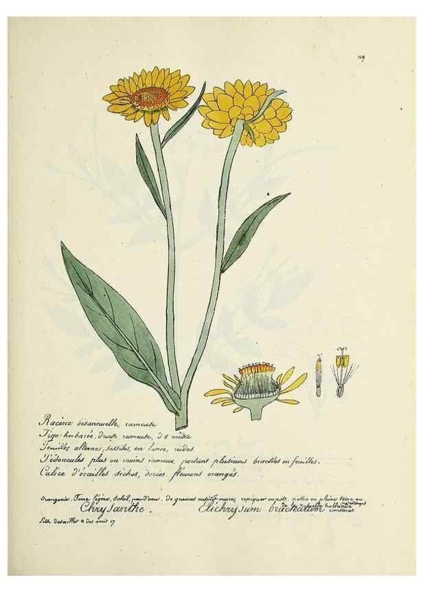 Reproducción/Reproduction 49501329681: Flore universelle. Saint-Denis :Au Bureau et chez Meilhac :[1848]-[1849]. 