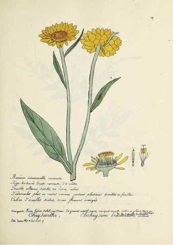 Reproducción/Reproduction 49501329681: Flore universelle. Saint-Denis :Au Bureau et chez Meilhac :[1848]-[1849]. 