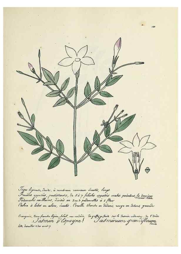 Reproducción/Reproduction 49501329931: Flore universelle. Saint-Denis :Au Bureau et chez Meilhac :[1848]-[1849]. 