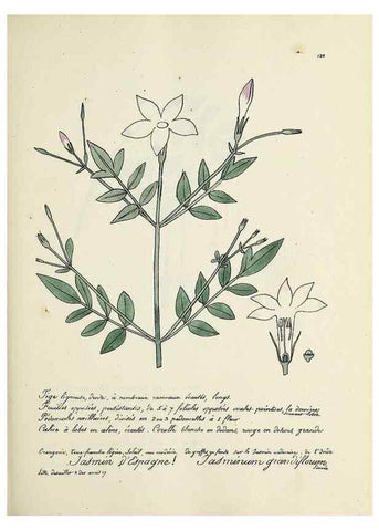 Reproducción/Reproduction 49501329931: Flore universelle. Saint-Denis :Au Bureau et chez Meilhac :[1848]-[1849]. 