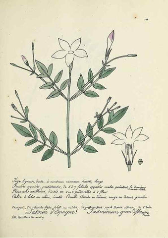 Reproducción/Reproduction 49501329931: Flore universelle. Saint-Denis :Au Bureau et chez Meilhac :[1848]-[1849]. 