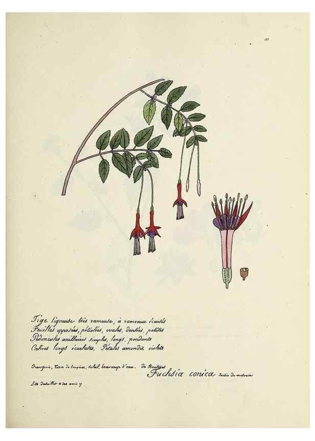 Reproducción/Reproduction 49501553262: Flore universelle. Saint-Denis :Au Bureau et chez Meilhac :[1848]-[1849]. 