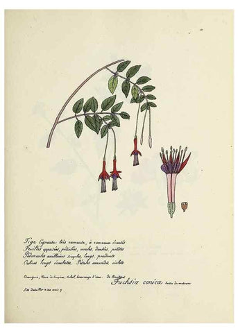 Reproducción/Reproduction 49501553262: Flore universelle. Saint-Denis :Au Bureau et chez Meilhac :[1848]-[1849]. 