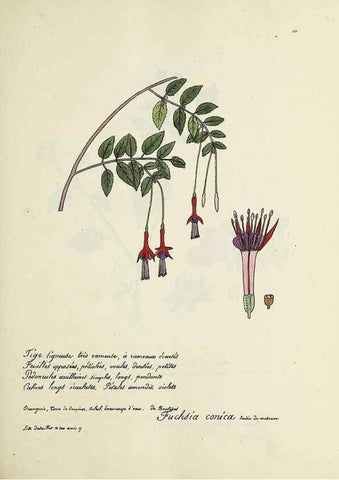 Reproducción/Reproduction 49501553262: Flore universelle. Saint-Denis :Au Bureau et chez Meilhac :[1848]-[1849]. 