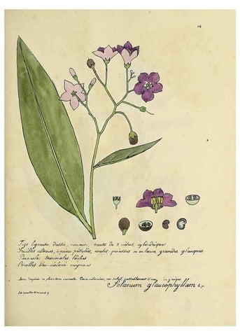 Reproducción/Reproduction 49501328401: Flore universelle. Saint-Denis :Au Bureau et chez Meilhac :[1848]-[1849]. 