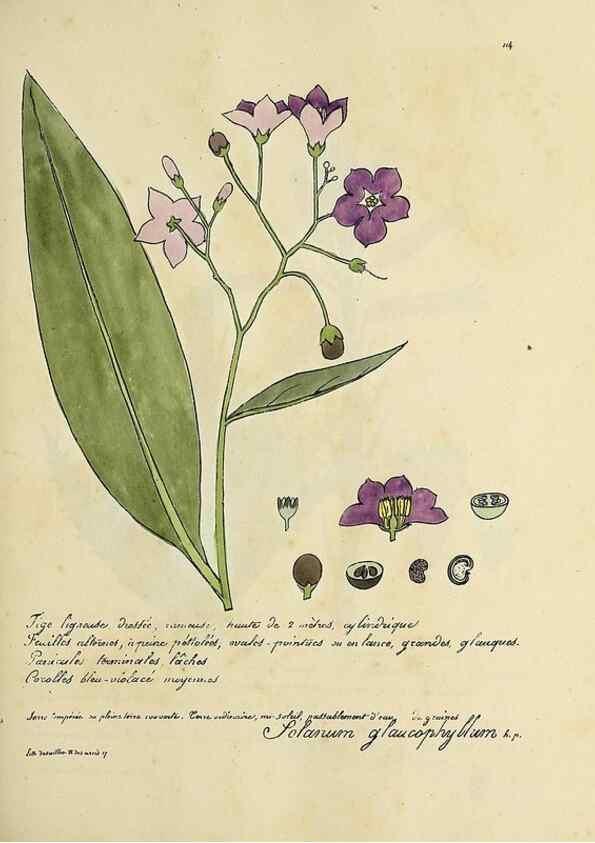 Reproducción/Reproduction 49501328401: Flore universelle. Saint-Denis :Au Bureau et chez Meilhac :[1848]-[1849]. 