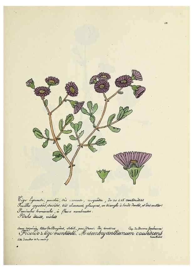 Reproducción/Reproduction 49501358626: Flore universelle. Saint-Denis :Au Bureau et chez Meilhac :[1848]-[1849]. 