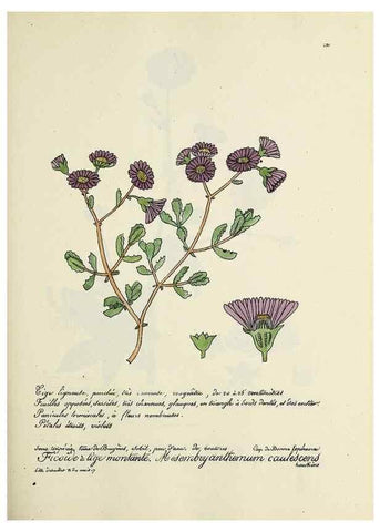 Reproducción/Reproduction 49501358626: Flore universelle. Saint-Denis :Au Bureau et chez Meilhac :[1848]-[1849]. 