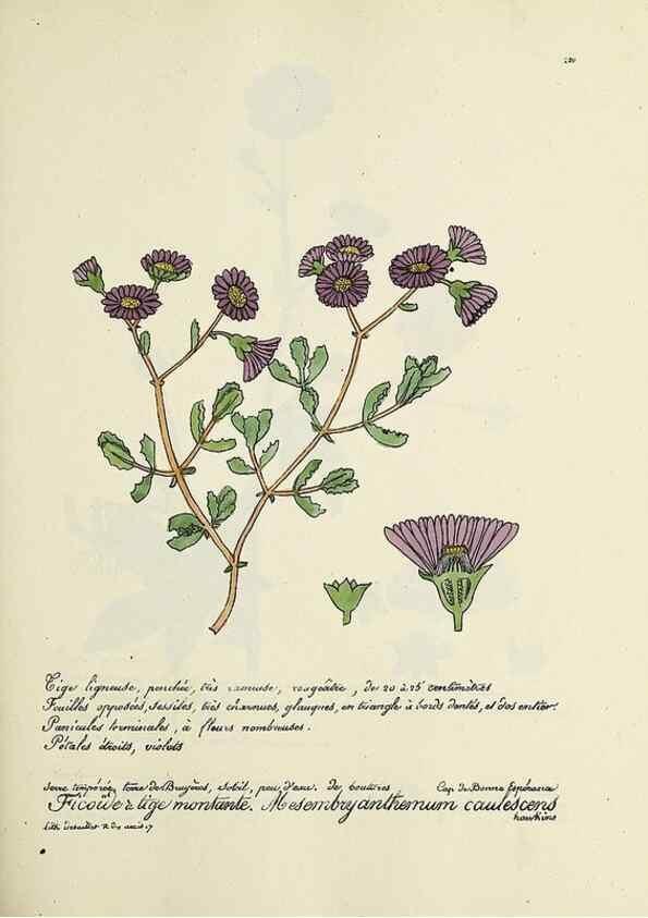 Reproducción/Reproduction 49501358626: Flore universelle. Saint-Denis :Au Bureau et chez Meilhac :[1848]-[1849]. 