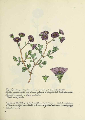 Reproducción/Reproduction 49501358626: Flore universelle. Saint-Denis :Au Bureau et chez Meilhac :[1848]-[1849]. 