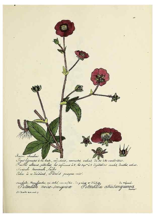Reproducción/Reproduction 49500854548: Flore universelle. Saint-Denis :Au Bureau et chez Meilhac :[1848]-[1849]. 