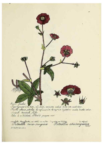 Reproducción/Reproduction 49500854548: Flore universelle. Saint-Denis :Au Bureau et chez Meilhac :[1848]-[1849]. 