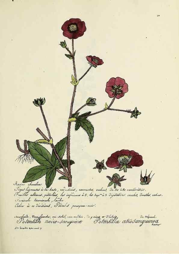 Reproducción/Reproduction 49500854548: Flore universelle. Saint-Denis :Au Bureau et chez Meilhac :[1848]-[1849]. 