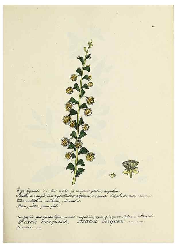 Reproducción/Reproduction 49501583102: Flore universelle. Saint-Denis :Au Bureau et chez Meilhac :[1848]-[1849]. 