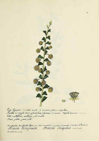 Reproducción/Reproduction 49501583102: Flore universelle. Saint-Denis :Au Bureau et chez Meilhac :[1848]-[1849]. 