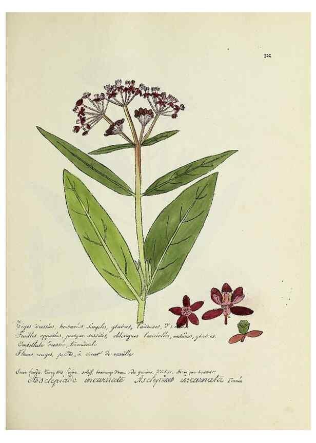 Reproducción/Reproduction 49500884823: Flore universelle. Saint-Denis :Au Bureau et chez Meilhac :[1848]-[1849]. 