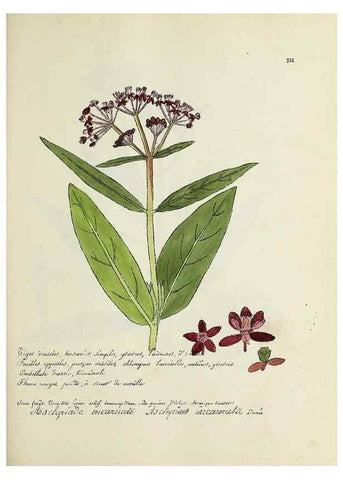 Reproducción/Reproduction 49500884823: Flore universelle. Saint-Denis :Au Bureau et chez Meilhac :[1848]-[1849]. 