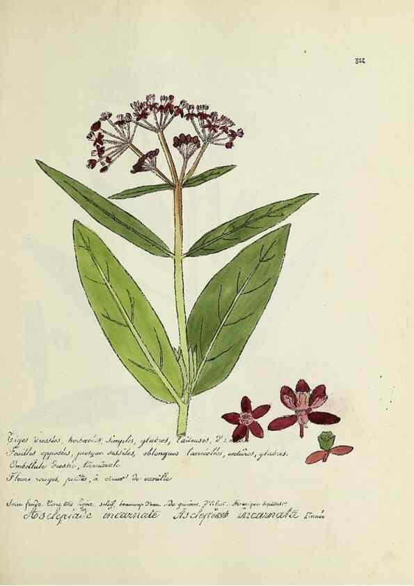 Reproducción/Reproduction 49500884823: Flore universelle. Saint-Denis :Au Bureau et chez Meilhac :[1848]-[1849]. 