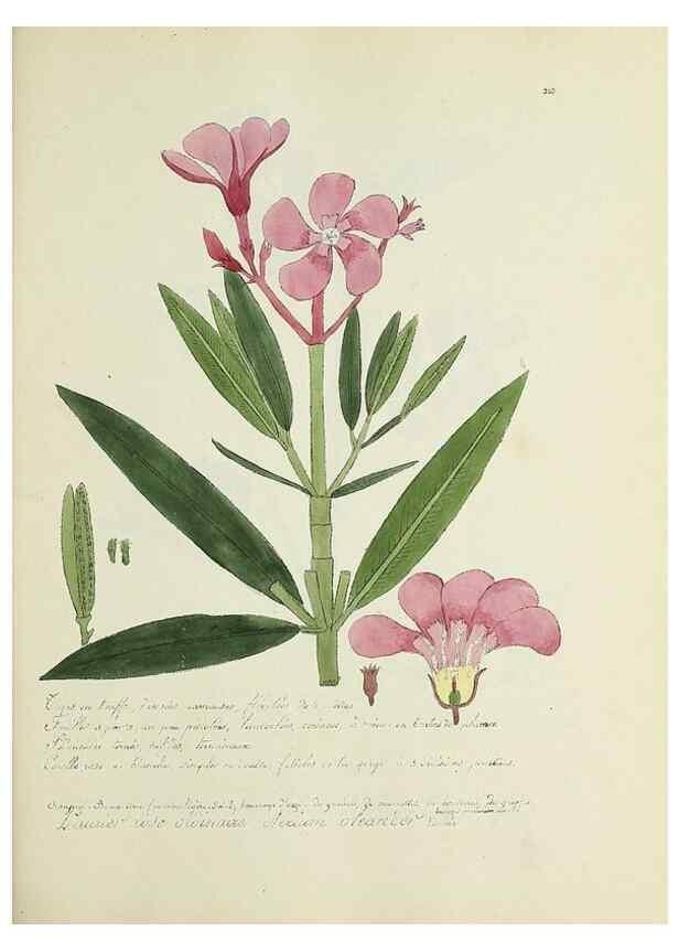 Reproducción/Reproduction 49501389991: Flore universelle. Saint-Denis :Au Bureau et chez Meilhac :[1848]-[1849]. 