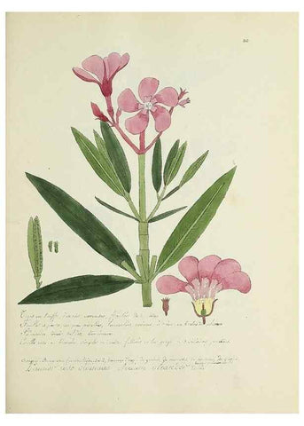 Reproducción/Reproduction 49501389991: Flore universelle. Saint-Denis :Au Bureau et chez Meilhac :[1848]-[1849]. 