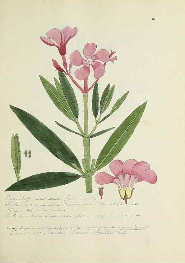 Reproducción/Reproduction 49501389991: Flore universelle. Saint-Denis :Au Bureau et chez Meilhac :[1848]-[1849]. 