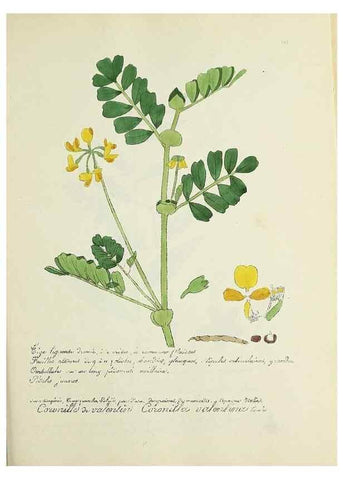Reproducción/Reproduction 49501390241: Flore universelle. Saint-Denis :Au Bureau et chez Meilhac :[1848]-[1849]. 