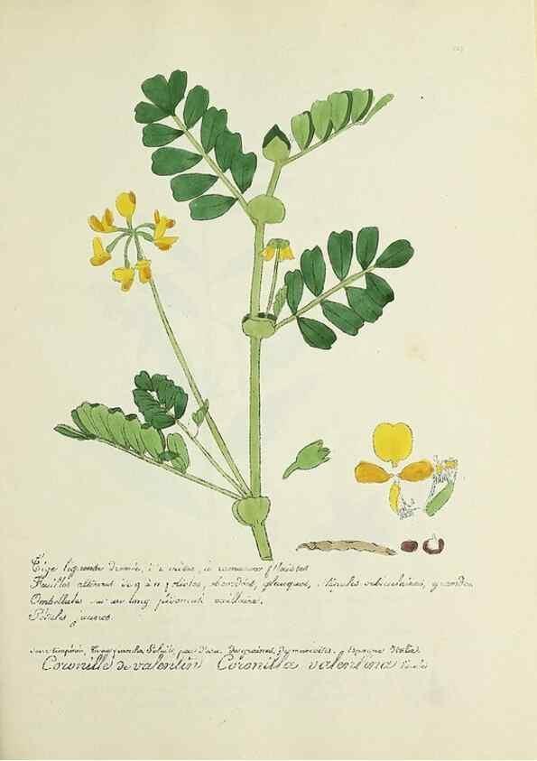 Reproducción/Reproduction 49501390241: Flore universelle. Saint-Denis :Au Bureau et chez Meilhac :[1848]-[1849]. 