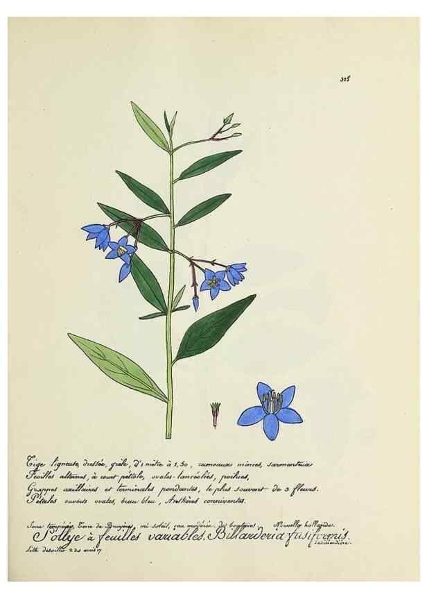Reproducción/Reproduction 49501390536: Flore universelle. Saint-Denis :Au Bureau et chez Meilhac :[1848]-[1849]. 