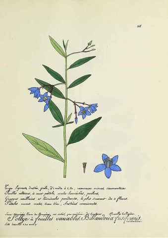 Reproducción/Reproduction 49501390536: Flore universelle. Saint-Denis :Au Bureau et chez Meilhac :[1848]-[1849]. 