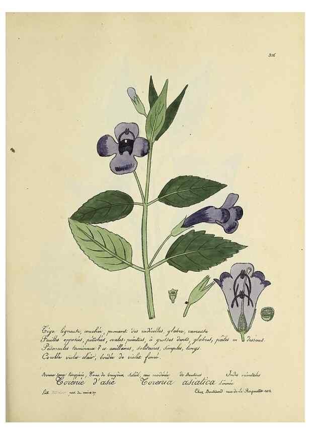 Reproducción/Reproduction 49500885968: Flore universelle. Saint-Denis :Au Bureau et chez Meilhac :[1848]-[1849]. 