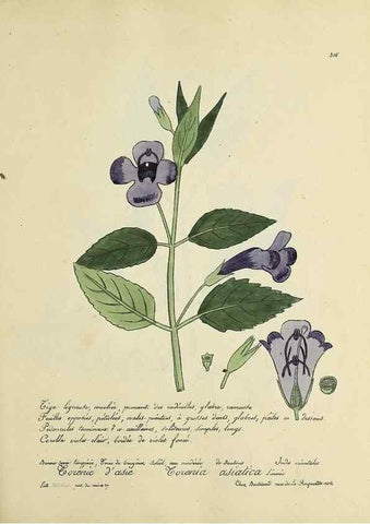 Reproducción/Reproduction 49500885968: Flore universelle. Saint-Denis :Au Bureau et chez Meilhac :[1848]-[1849]. 