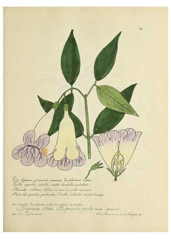 Reproducción/Reproduction 49500886263: Flore universelle. Saint-Denis :Au Bureau et chez Meilhac :[1848]-[1849]. 