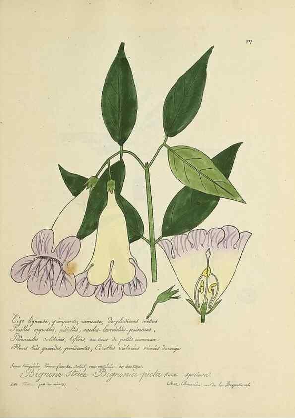Reproducción/Reproduction 49500886263: Flore universelle. Saint-Denis :Au Bureau et chez Meilhac :[1848]-[1849]. 
