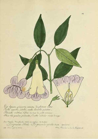 Reproducción/Reproduction 49500886263: Flore universelle. Saint-Denis :Au Bureau et chez Meilhac :[1848]-[1849]. 