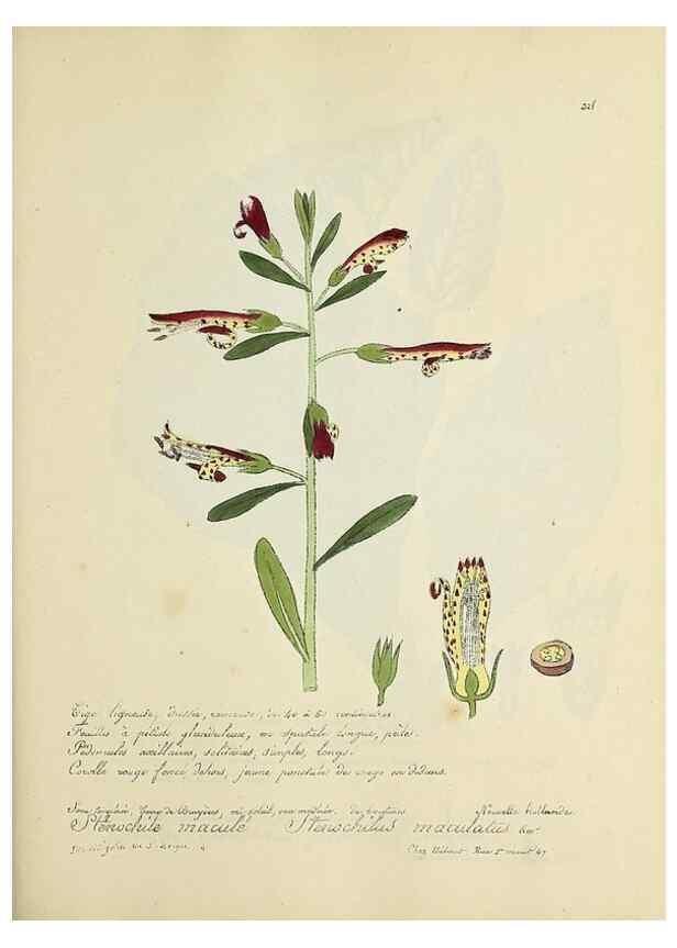 Reproducción/Reproduction 49501615732: Flore universelle. Saint-Denis :Au Bureau et chez Meilhac :[1848]-[1849]. 