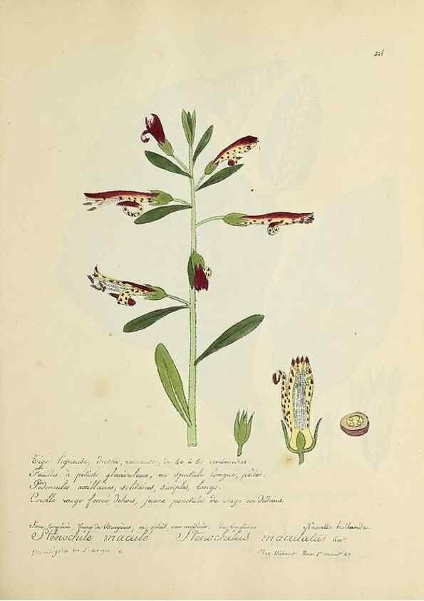 Reproducción/Reproduction 49501615732: Flore universelle. Saint-Denis :Au Bureau et chez Meilhac :[1848]-[1849]. 