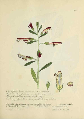 Reproducción/Reproduction 49501615732: Flore universelle. Saint-Denis :Au Bureau et chez Meilhac :[1848]-[1849]. 