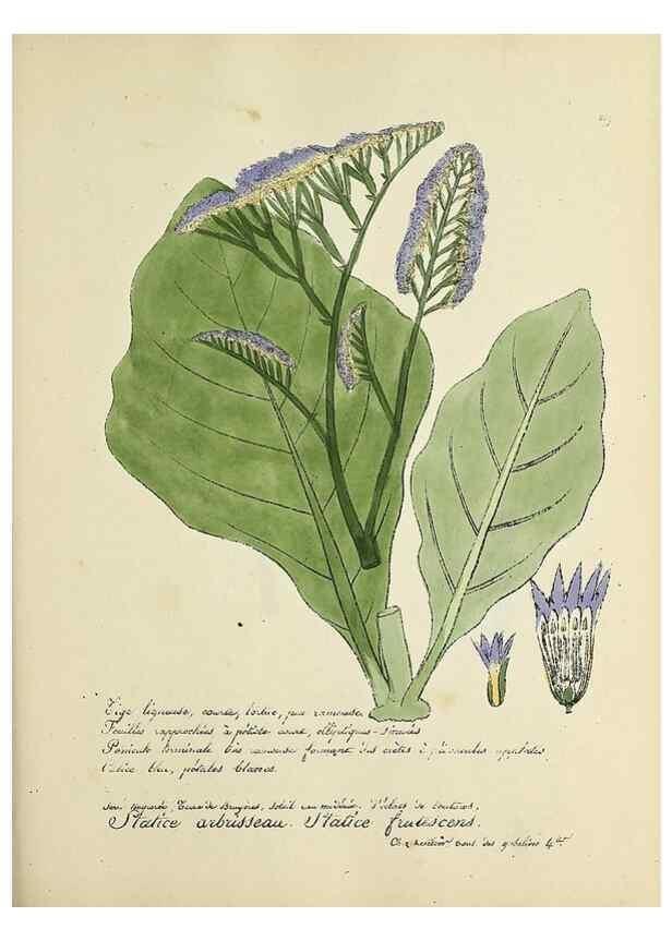 Reproducción/Reproduction 49501616132: Flore universelle. Saint-Denis :Au Bureau et chez Meilhac :[1848]-[1849]. 