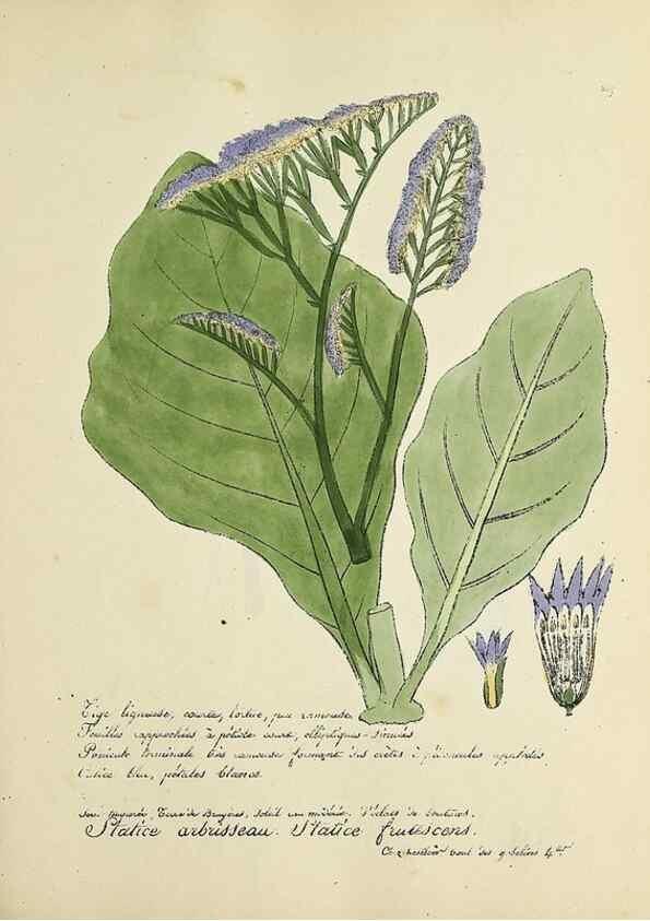 Reproducción/Reproduction 49501616132: Flore universelle. Saint-Denis :Au Bureau et chez Meilhac :[1848]-[1849]. 