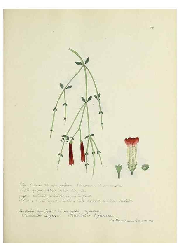 Reproducción/Reproduction 49501616492: Flore universelle. Saint-Denis :Au Bureau et chez Meilhac :[1848]-[1849]. 