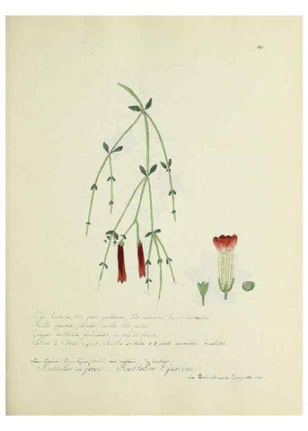 Reproducción/Reproduction 49501616492: Flore universelle. Saint-Denis :Au Bureau et chez Meilhac :[1848]-[1849]. 